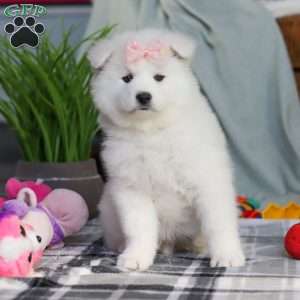 Remi, Samoyed Puppy